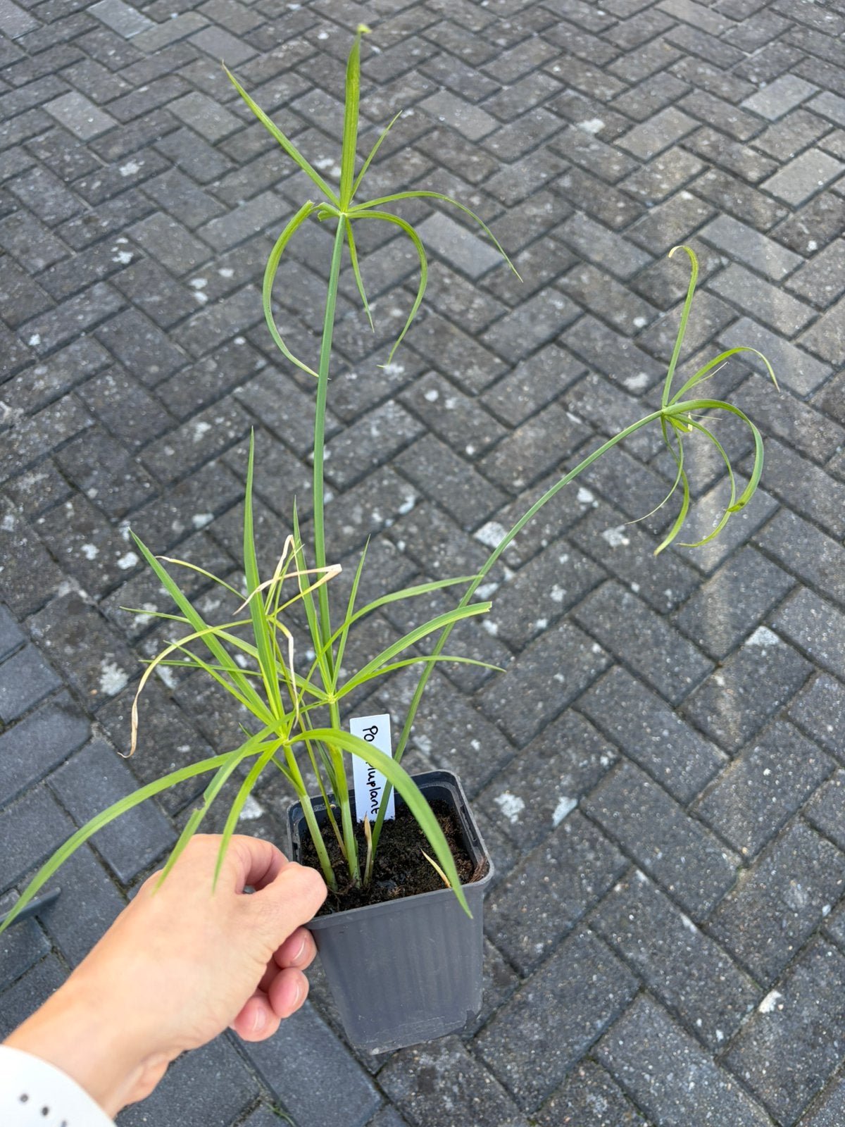 1x parapluplant - beschikbaar in plantenbieb, Tuin en Terras, Ophalen, Vaste plant, Vijverplanten