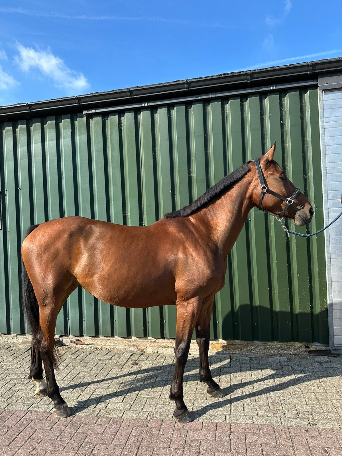 4 jarige drachtige spring merrie!, Dieren en Toebehoren, Merrie, Springpaard, 3 tot 6 jaar, 165 tot 170 cm