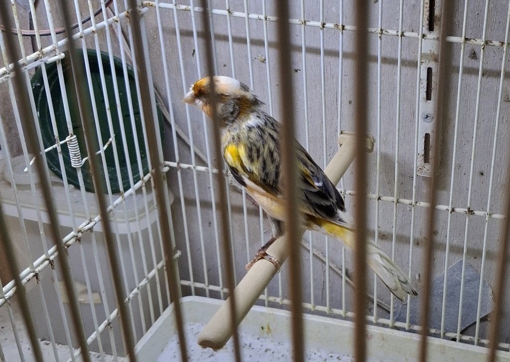Te koop man Harlekijn, Dieren en Toebehoren, Vogels | Kanaries, Mannelijk, Postuurkanarie