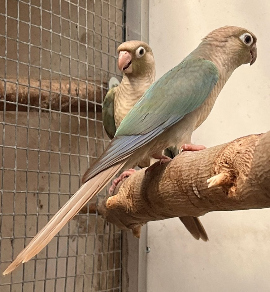 4 Pyrrhura’s, Dieren en Toebehoren, Vogels | Parkieten en Papegaaien, Geslacht onbekend, Parkiet