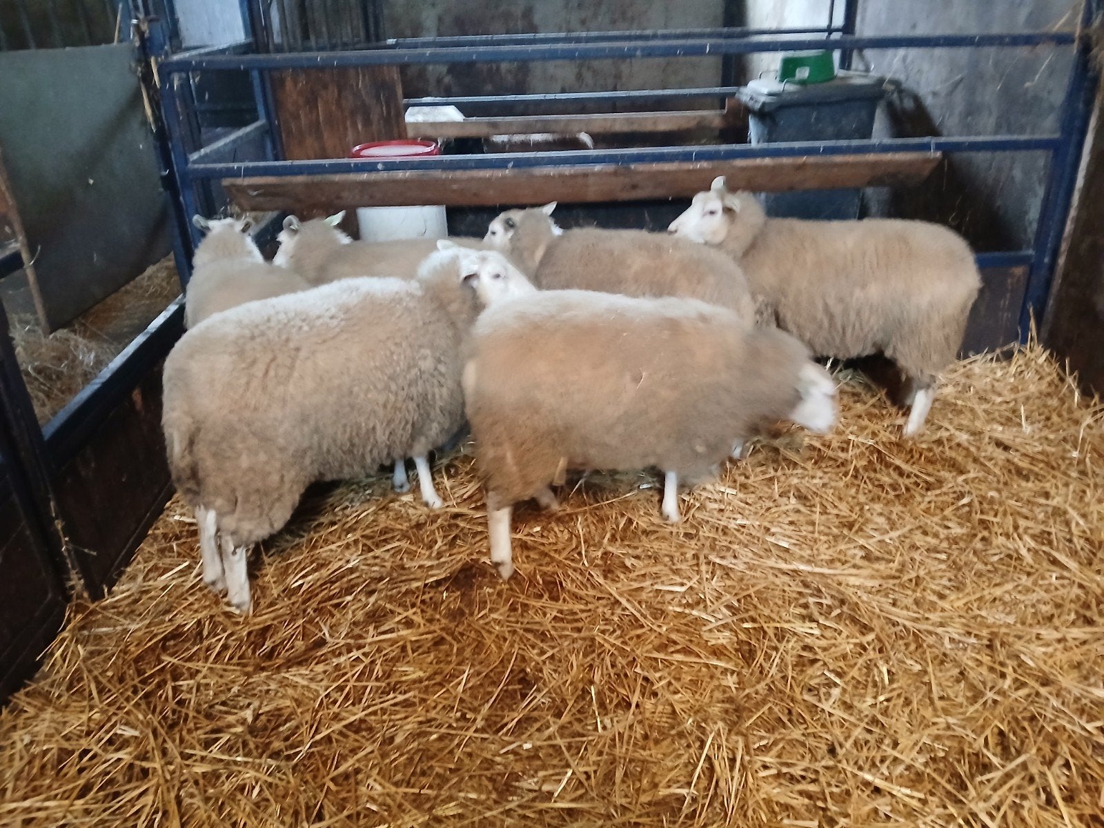 6 Swifter ooien en 2 dekrammen, Meerdere dieren, Schaap