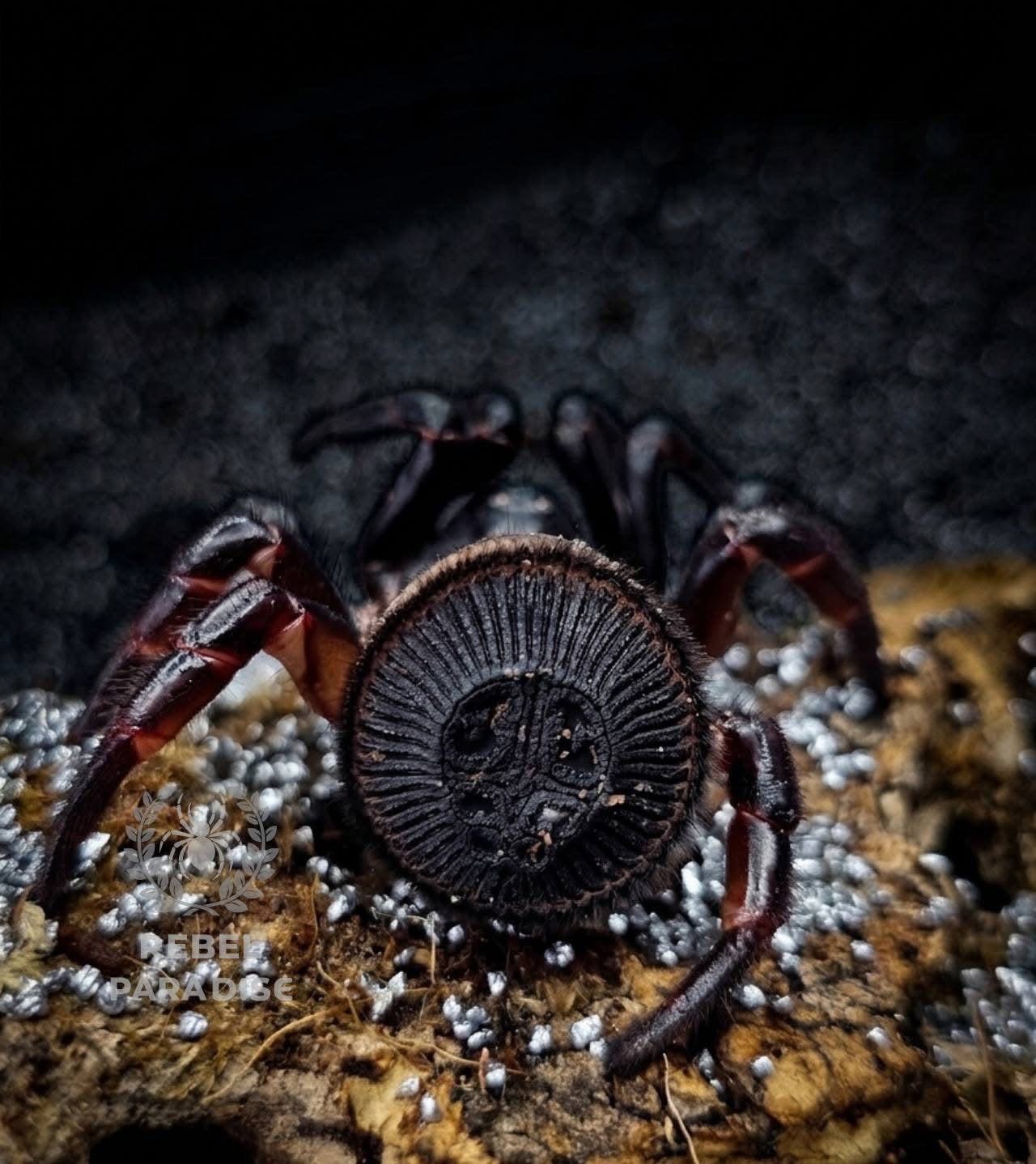 Cyclocosmia cf. Latusicosta -OREO trapdor uniek vogelspinnen, Spin of Schorpioen