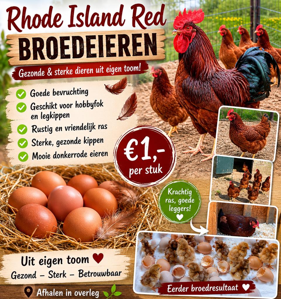 Rhode Island Red kippen broedeieren, Dieren en Toebehoren, Pluimvee, Geslacht onbekend, Kip