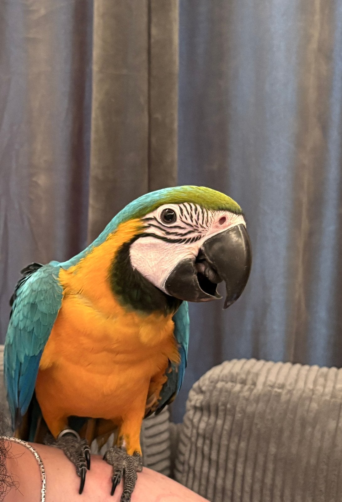 Papegaai blauw geel ara, Papegaai