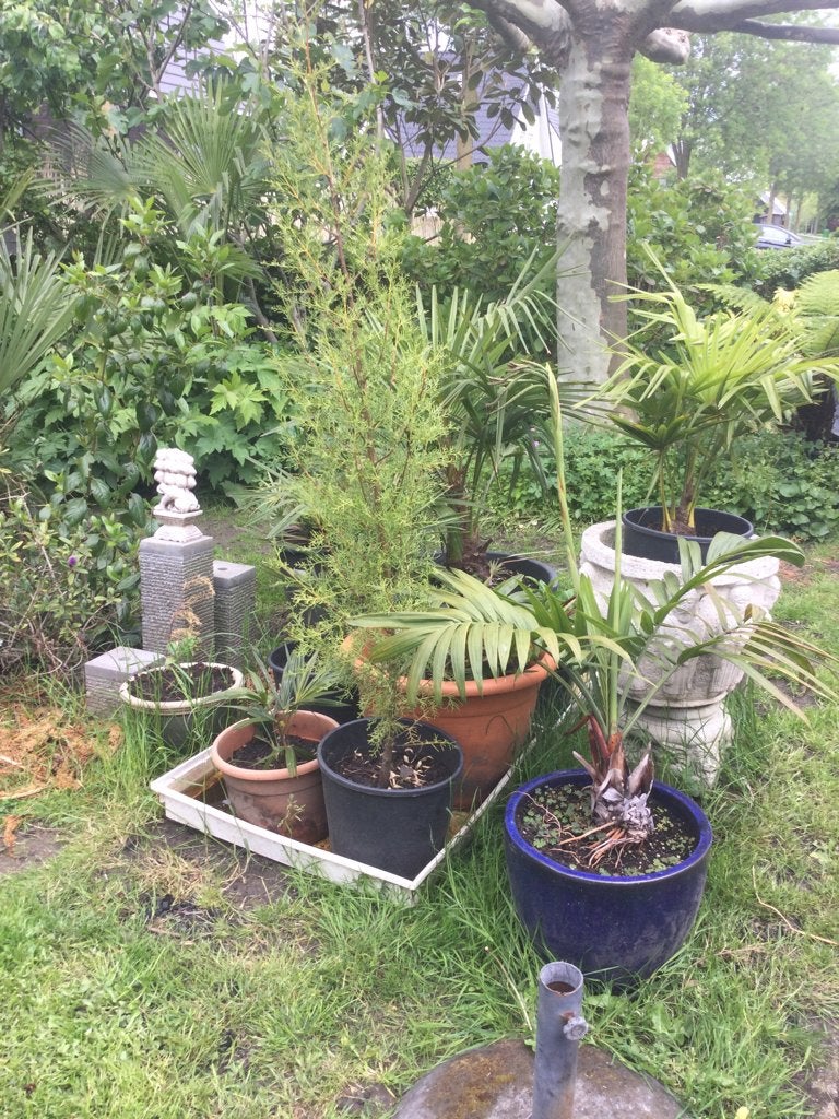 Italiaanse Cypres Cypressus Sempervirens, Ophalen of Verzenden, Zomer, Volle zon, Overige soorten