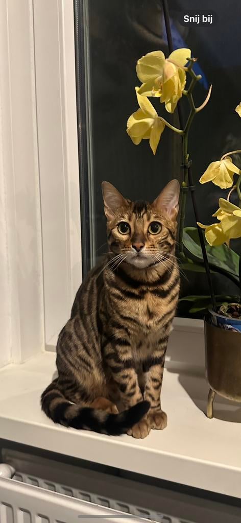 Bengaal poes met stamboom te koop!, Dieren en Toebehoren, Poes, Met stamboom