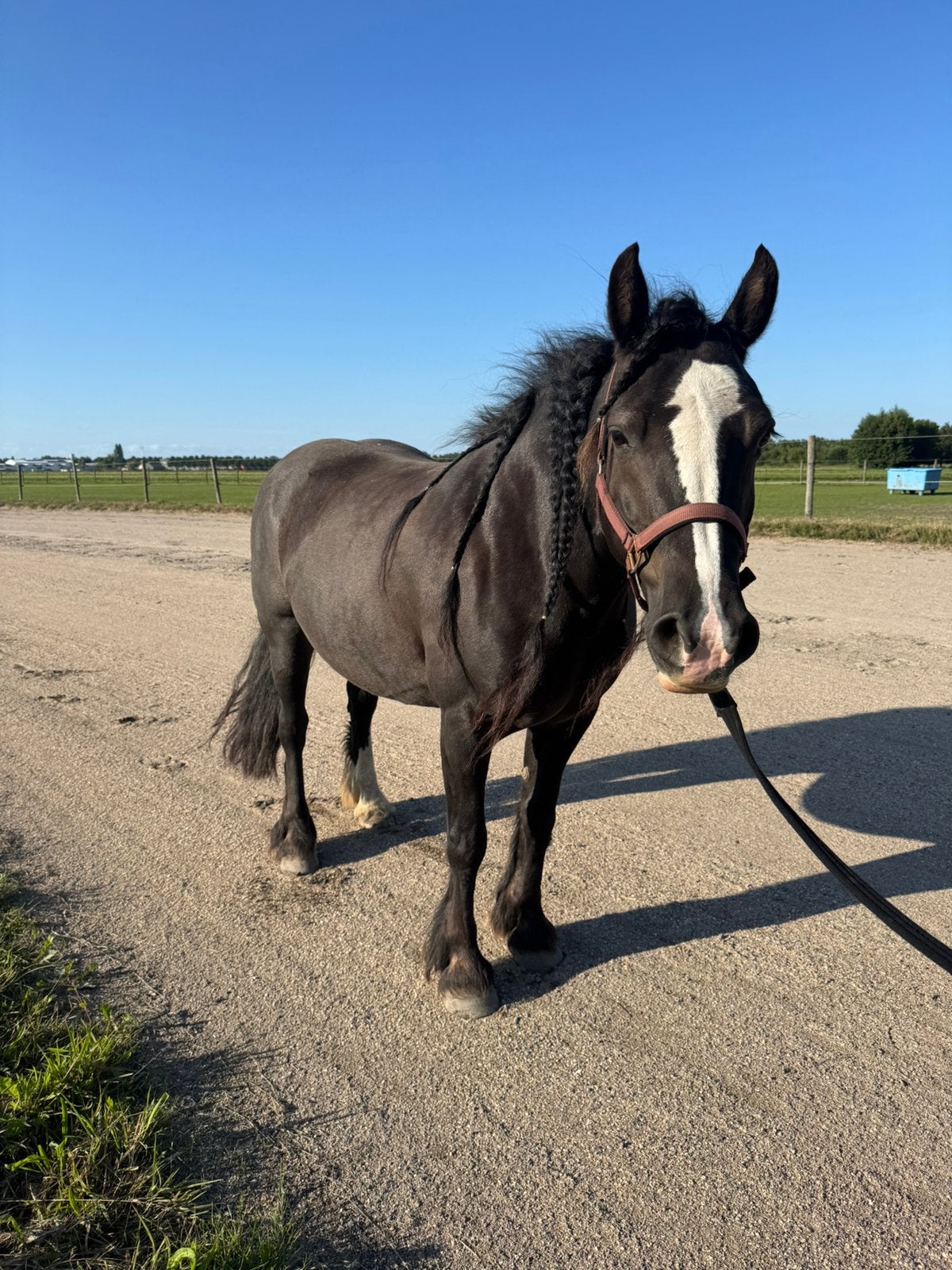 D pony ardenner x welsh cob merrie 7 jaar, Dieren en Toebehoren, Merrie, B, 7 tot 10 jaar, Recreatiepony