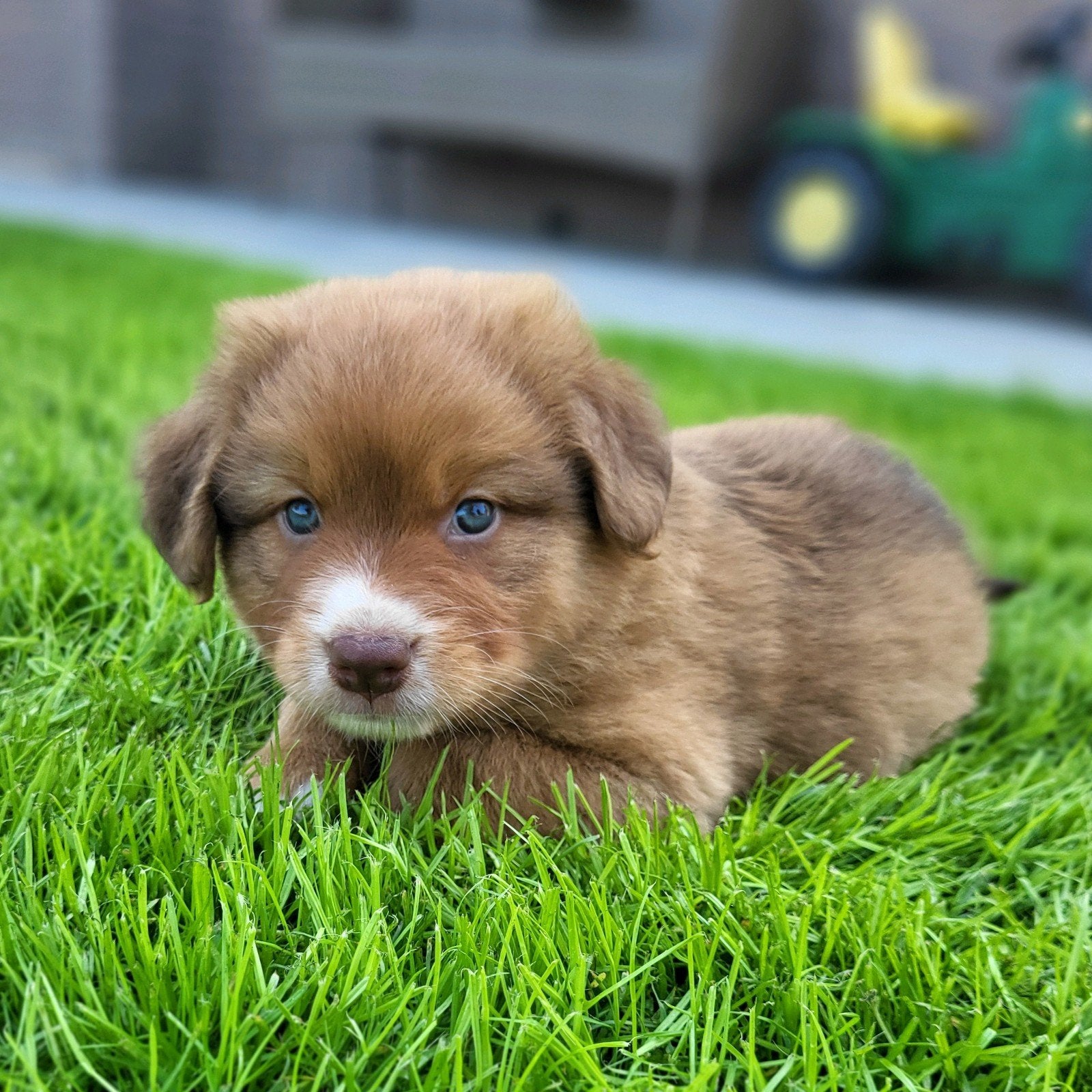Australian Shepherd x Nova Scotia Duck Tolling retriever, Parvo, Overige rassen, 8 tot 15 weken, Meerdere