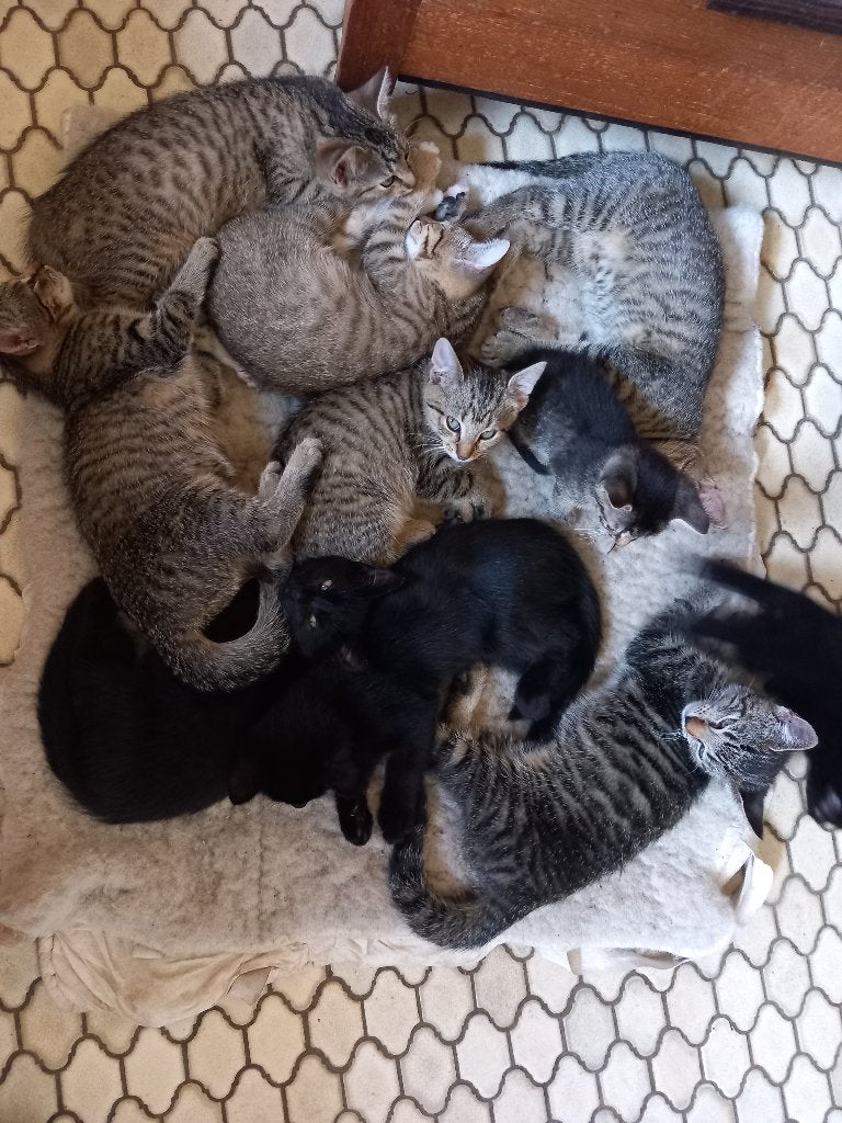 Prachtige kittens, Geslacht onbekend, Kortharig, 0 tot 2 jaar