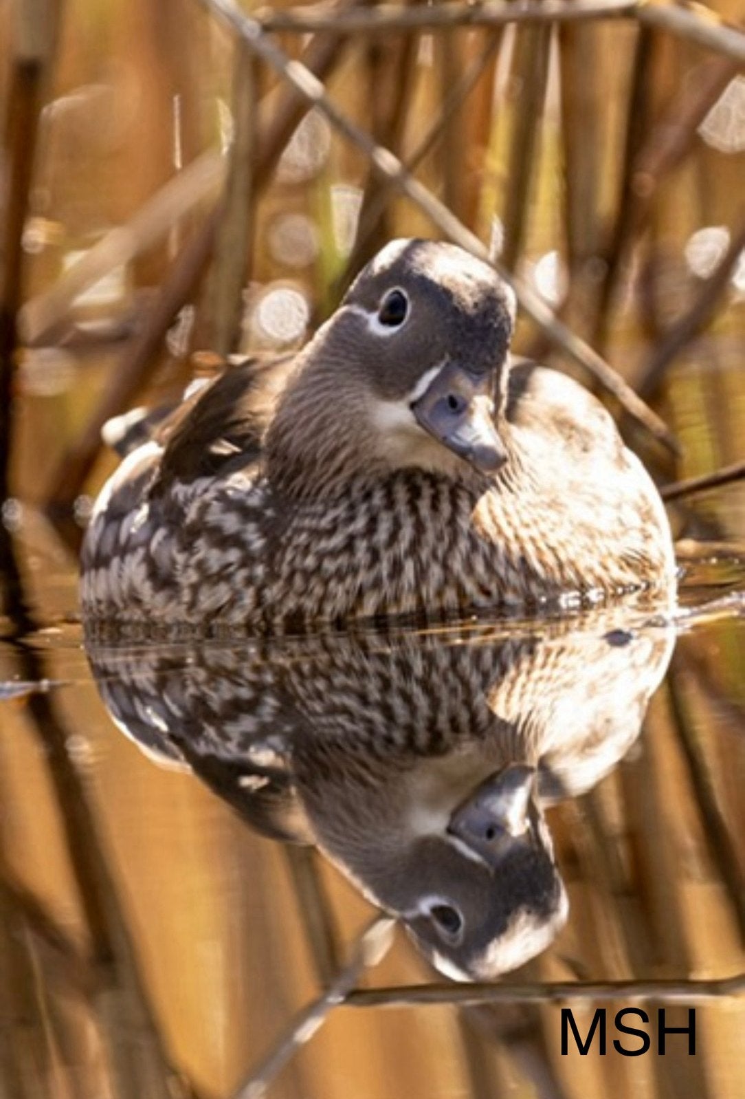 Mandarijneend vrouwtjes te koop mandarijn, Meerdere dieren, Eend