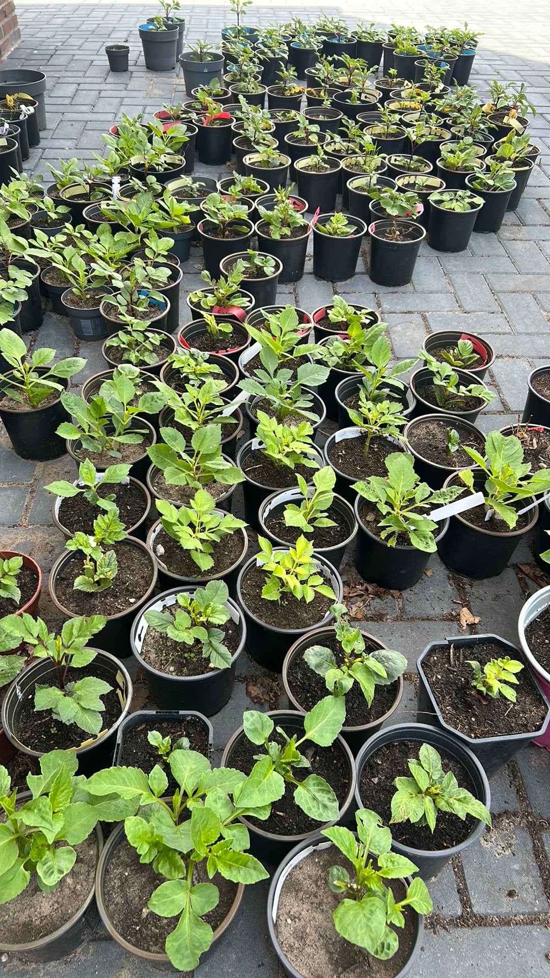Dahlia stekjes diverse kleuren, Ophalen, Overige soorten, Volle zon