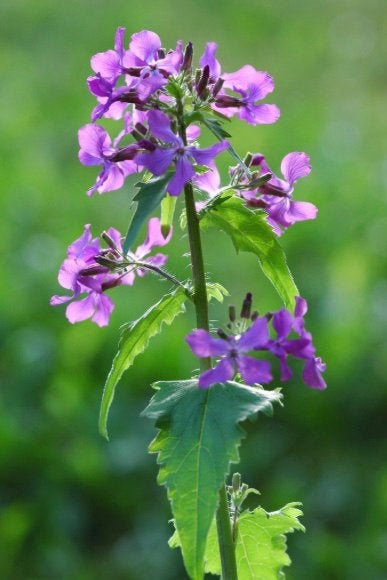 Eerste jaars stekken van Judaspenning, Lunaria annua, Tuin en Terras, Volle zon, Tweejarig, Lente, Ophalen