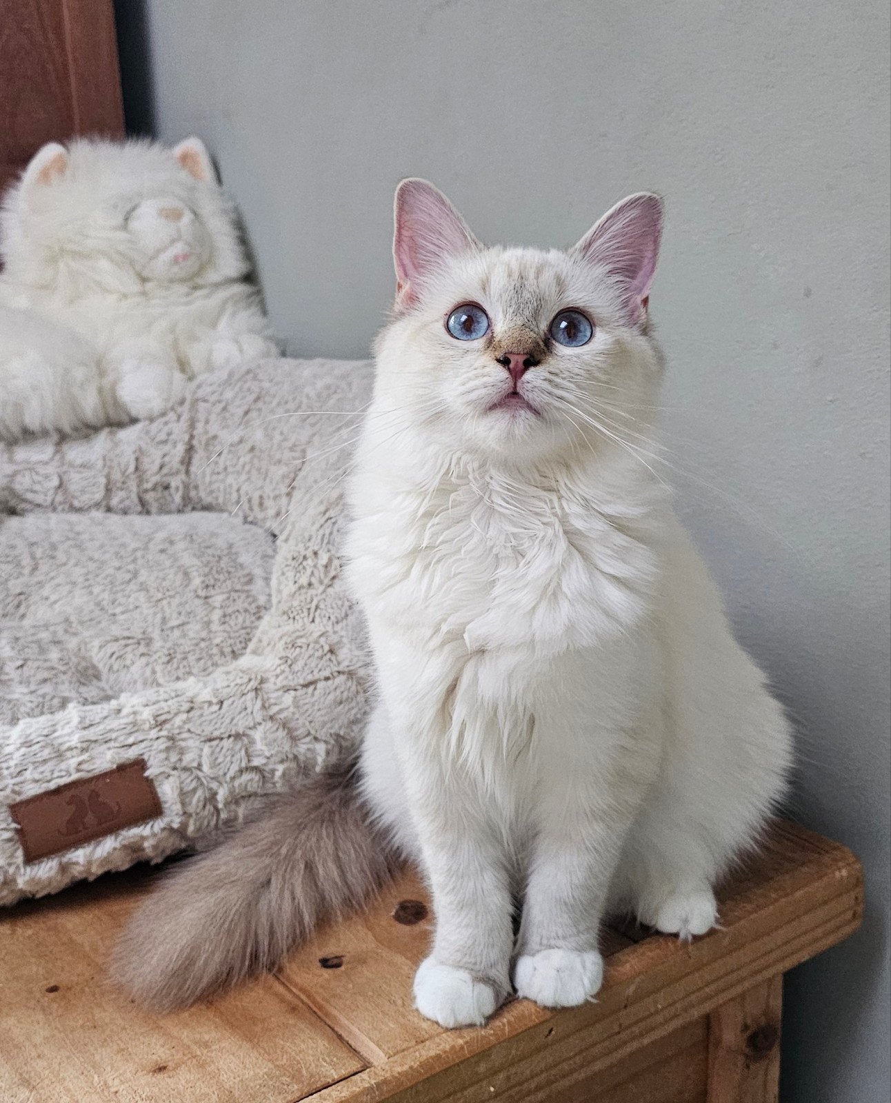 Chocolate lynx point mitted Ragdoll poesje met Stamboom, Dieren en Toebehoren, Poes, Met stamboom