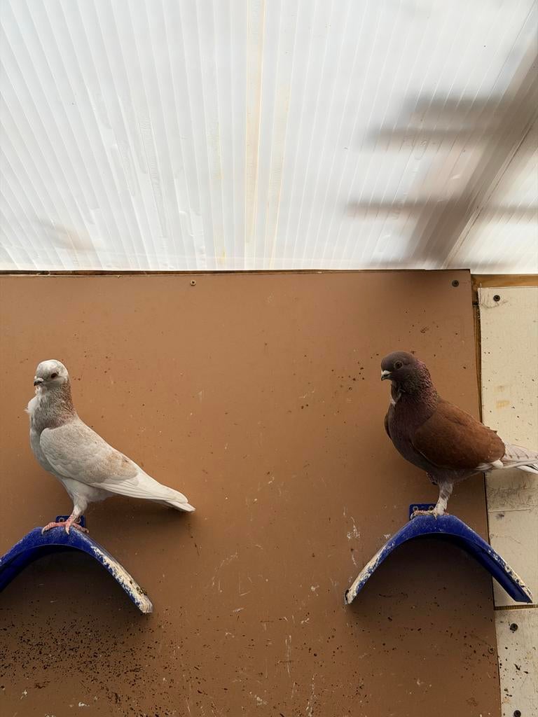 Te koop: 2 mannelijke duiven, Dieren en Toebehoren, Vogels | Duiven, Mannelijk, Overige soorten