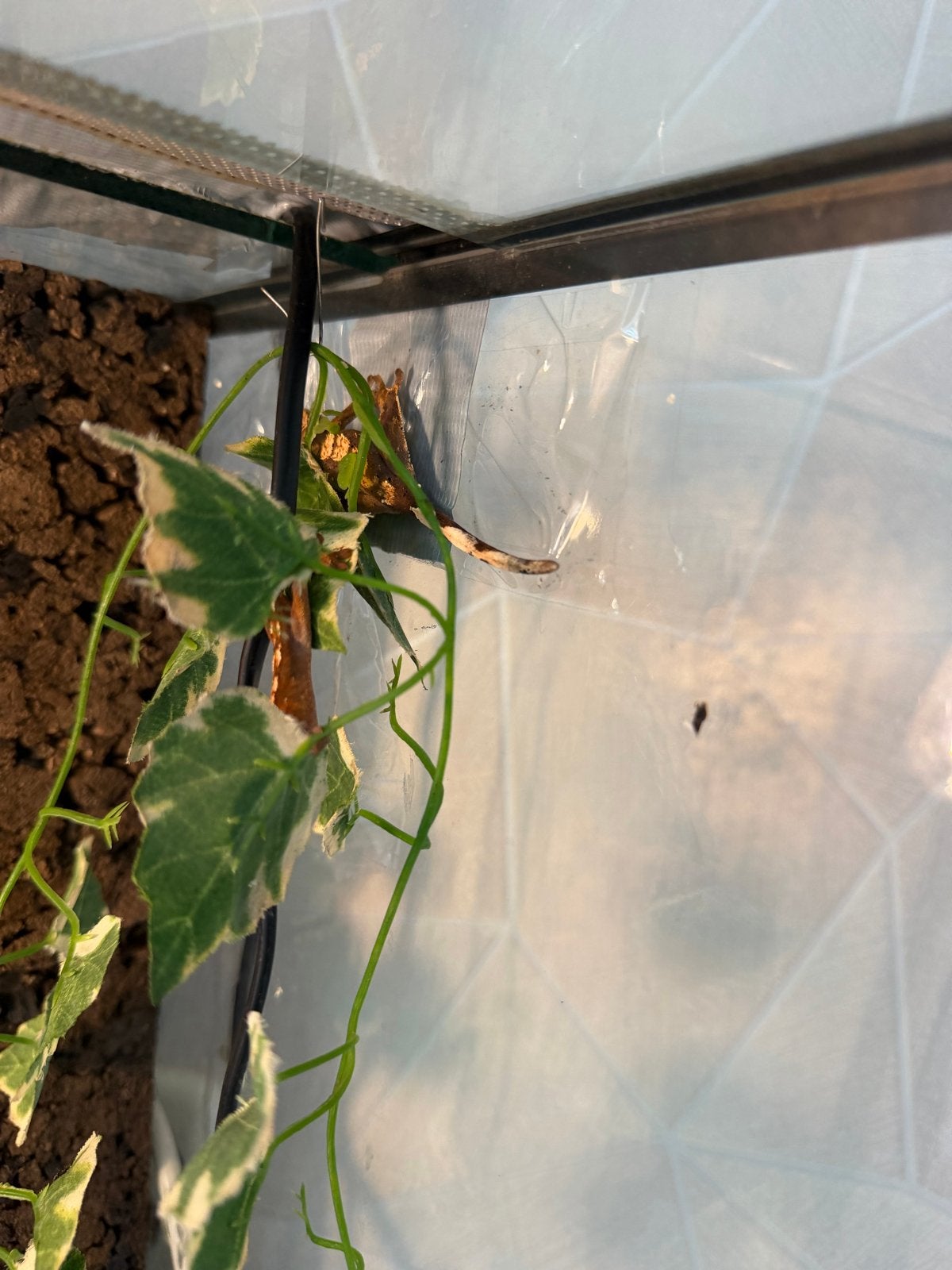 2 wimpergekko’s met terarium, Dieren en Toebehoren, Hagedis, 0 tot 2 jaar