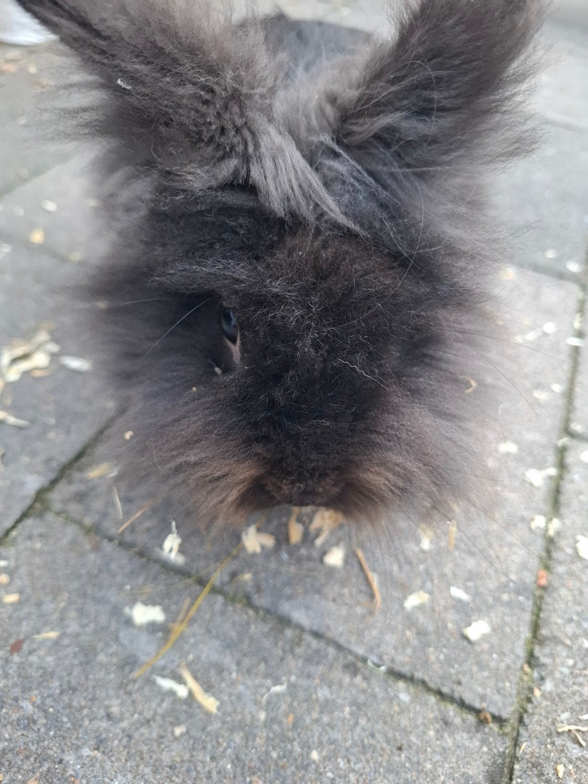 Lief mannetjes konijn, Mannelijk