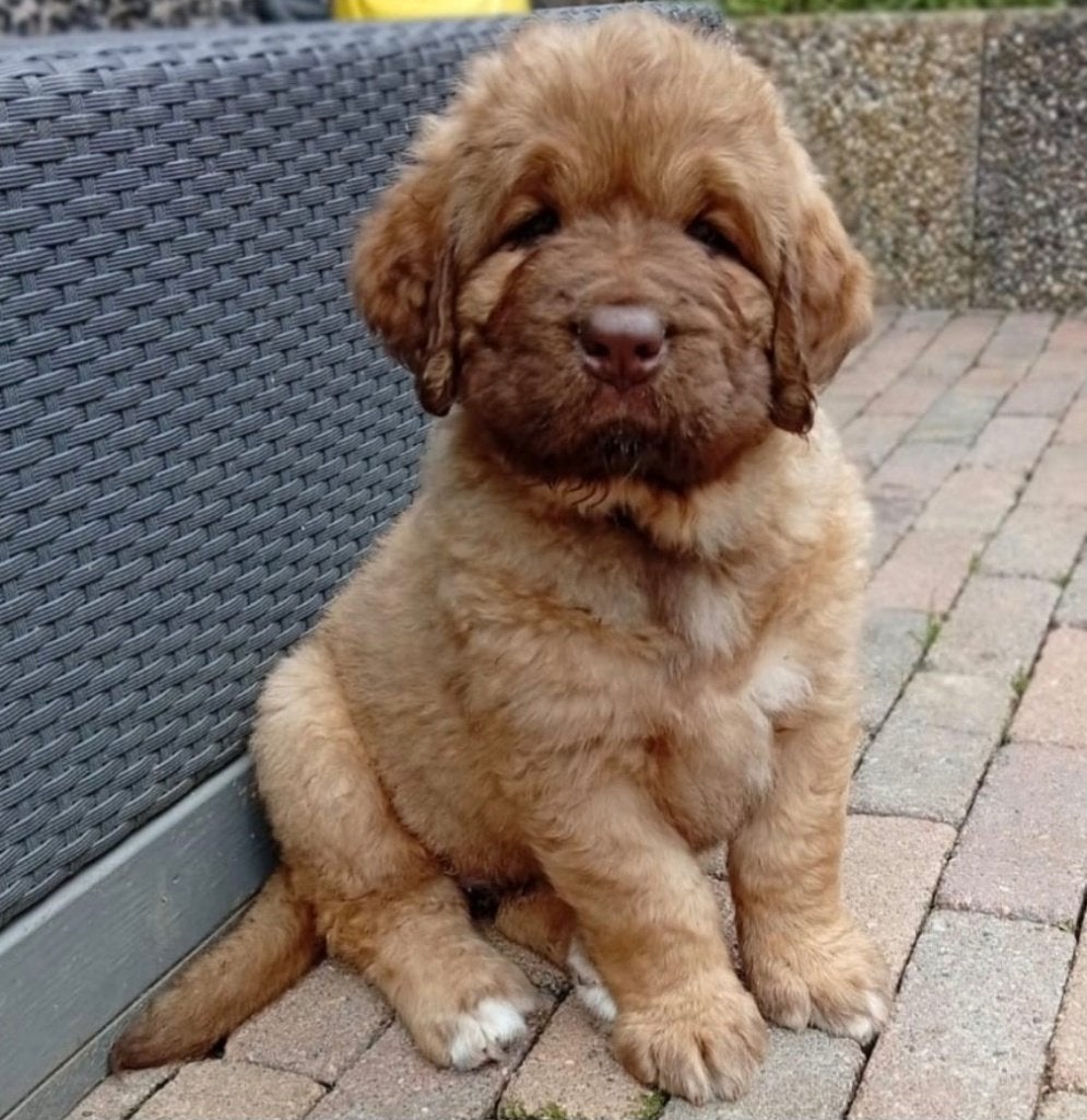 Mooie grote pups, Dieren en Toebehoren, 8 tot 15 weken, Parvo, Meerdere, Nederland