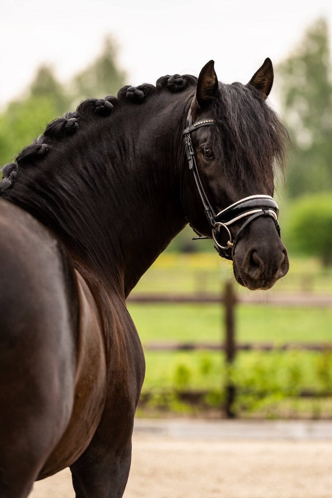 Mooie pre hengsten, Hengst