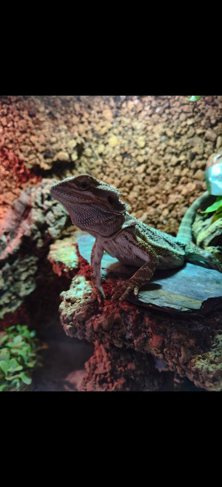 Jonge baardagaam zoekt nieuw thuis!(Evt met gaaf terrarium), Dieren en Toebehoren, Hagedis, Tam, 0 tot 2 jaar