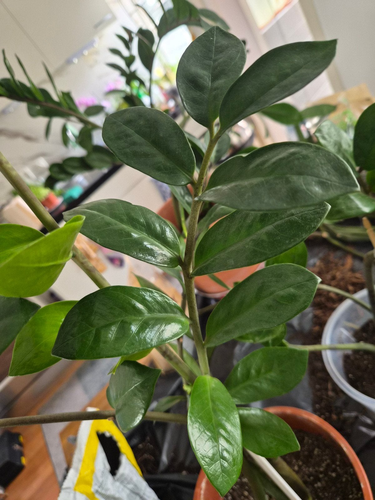 Gezonde groene ZZ plant, ca. 60 cm hoog, Ophalen, Overige soorten, Volle zon