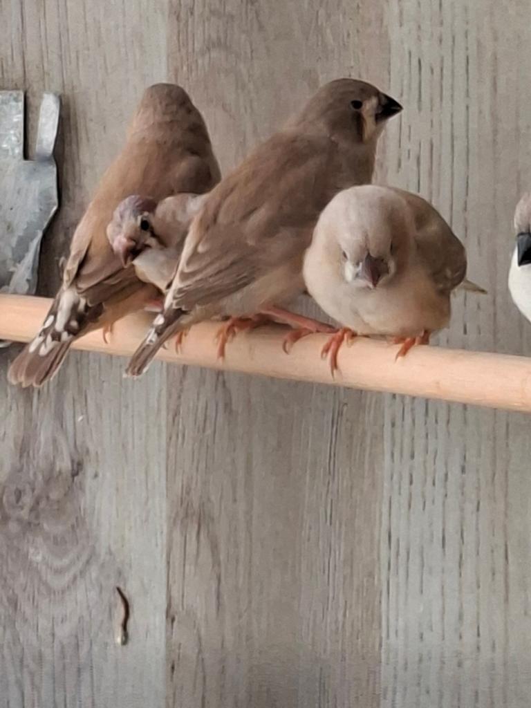 Mooie zeebravinken, Dieren en Toebehoren, Meerdere dieren