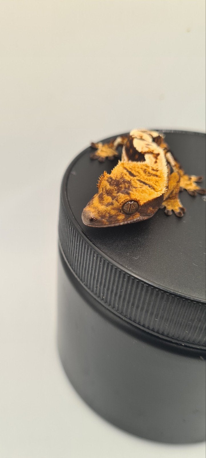 wimpergekko, Hagedis, Tam, 0 tot 2 jaar