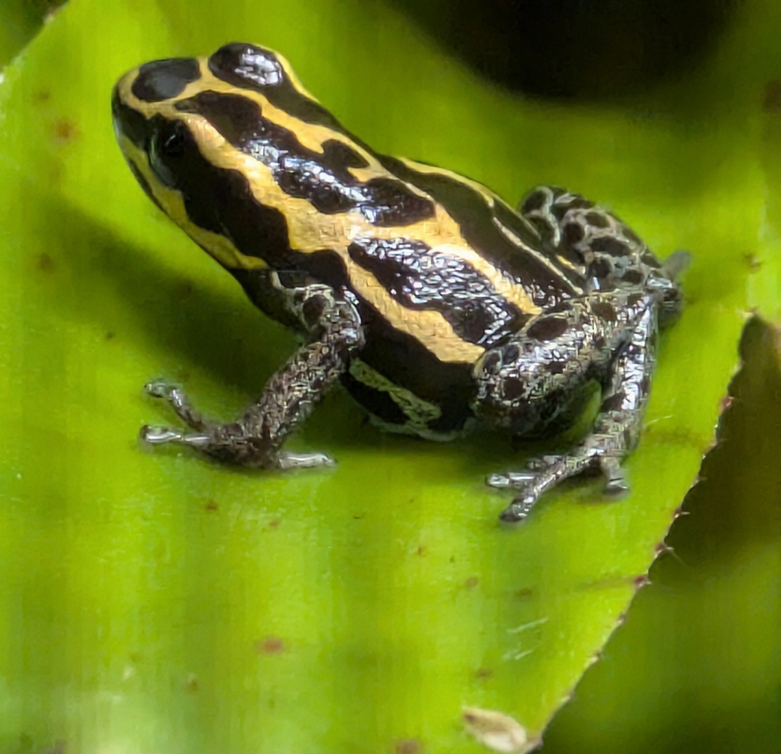 Ranitomeya variabilis French Guyana, 0 tot 2 jaar