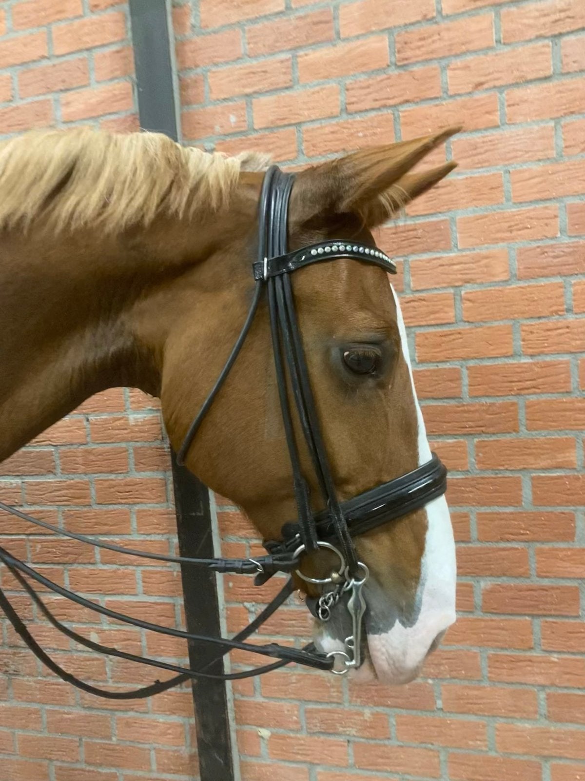 Mooi rondgenaaid stang en trens hoofdstel, Ophalen of Verzenden, Zo goed als nieuw, Dressuur