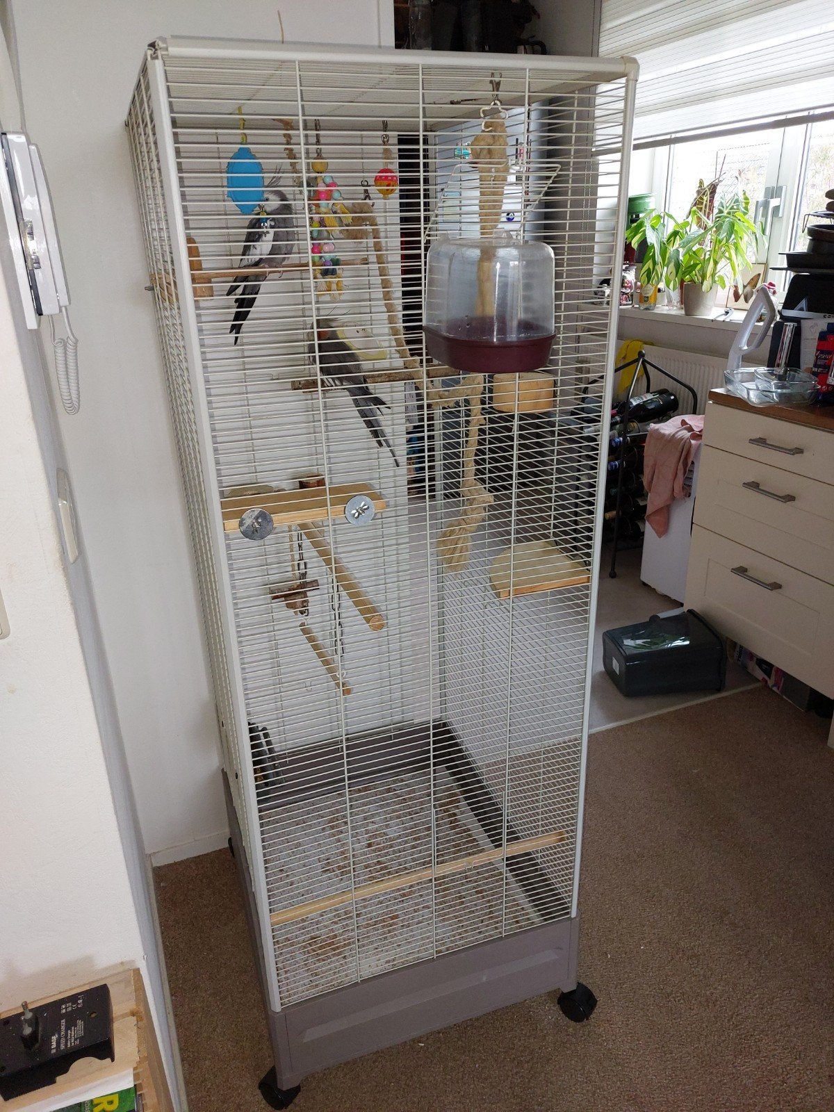 groote kooi met vogels, Ophalen