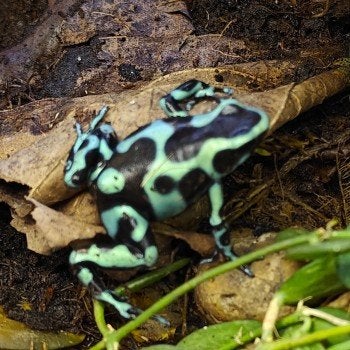 Dendrobates auratus Frog photo 4