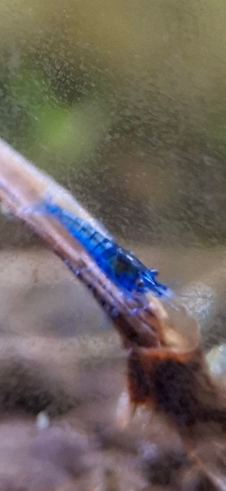 Neocaridina Blue Dream garnalen - Diepblauw van kleur, Kreeft, Krab of Garnaal, Zoetwatervis