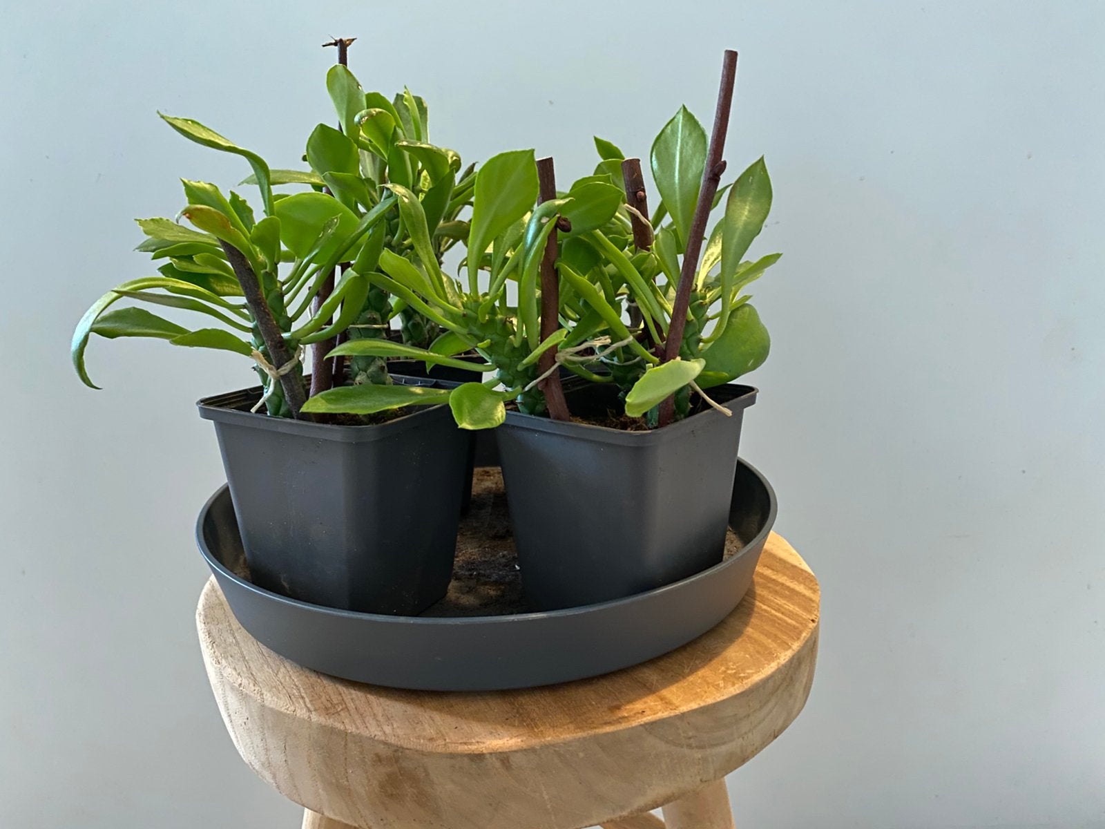 9 x stek plant Euphorbia Monadenium, Huis en Inrichting, Ophalen, Halfschaduw, Minder dan 100 cm