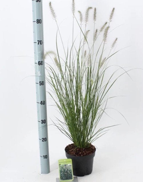 pennisetum hameln 1,5 liter pot, Ophalen, Overige soorten, Volle zon