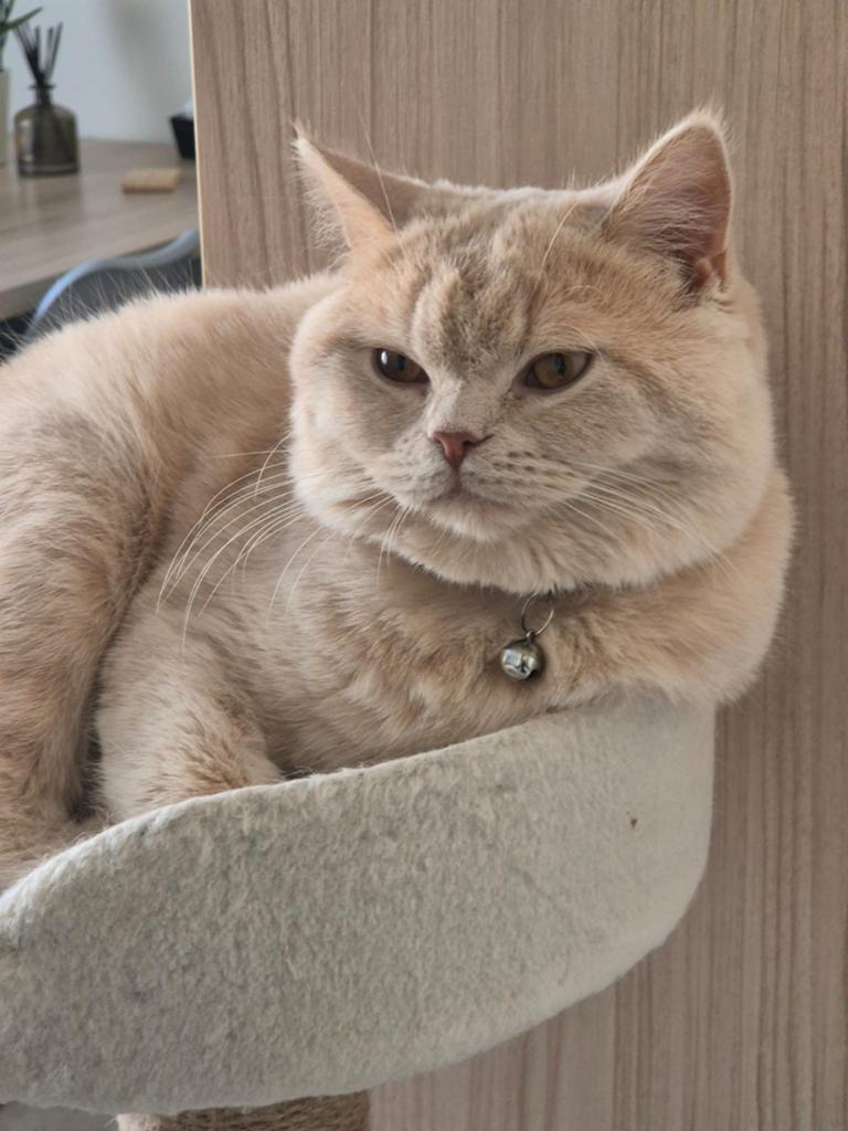 Brits Korthaar Kater