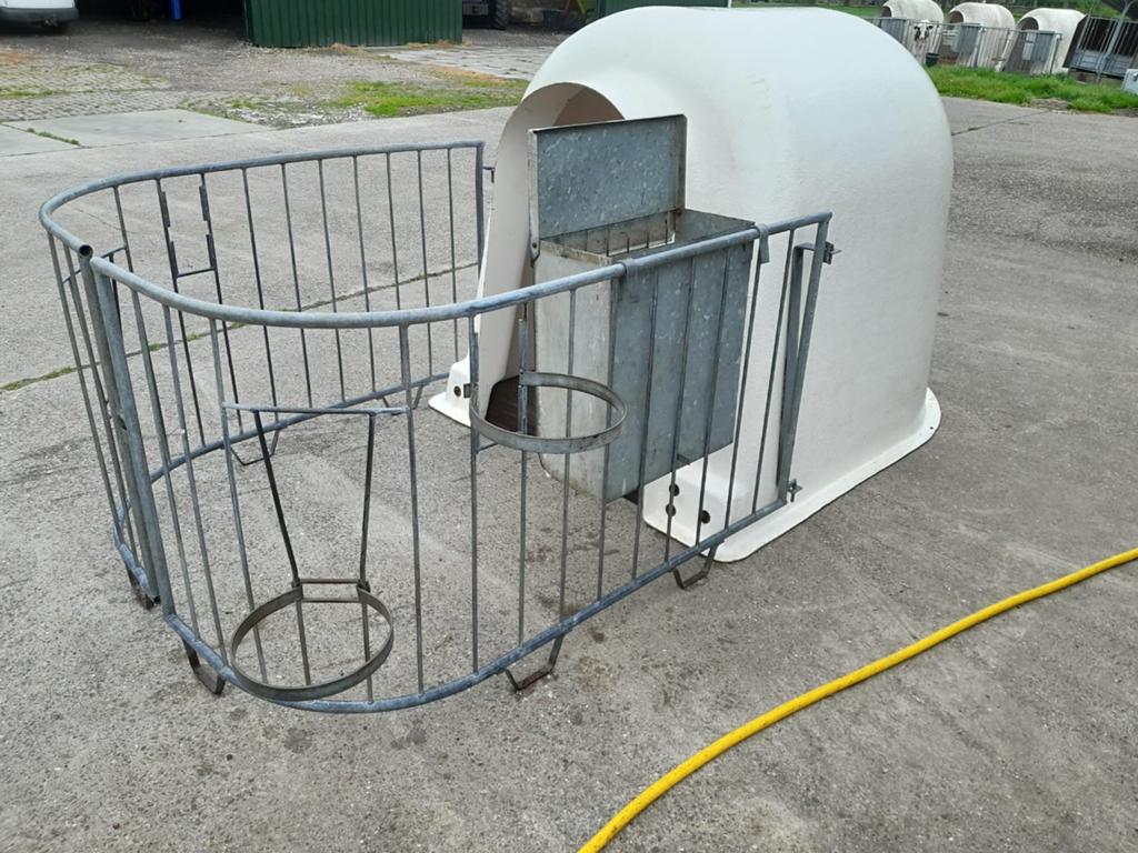 Kalveriglo, Meerdere dieren