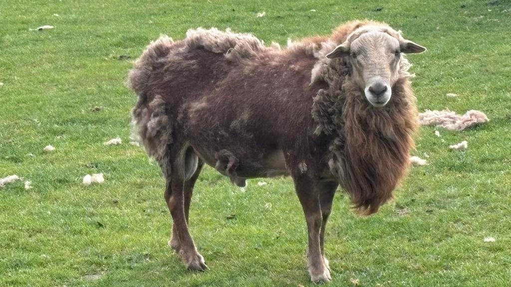 Nolana schaap ram zwoegervrij 4 jaar, Mannelijk, Schaap