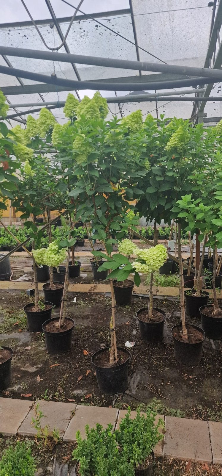Lime light op stam, Tuin en Terras, Planten | Bomen, Overige soorten, 100 tot 250 cm, Zomer, Ophalen