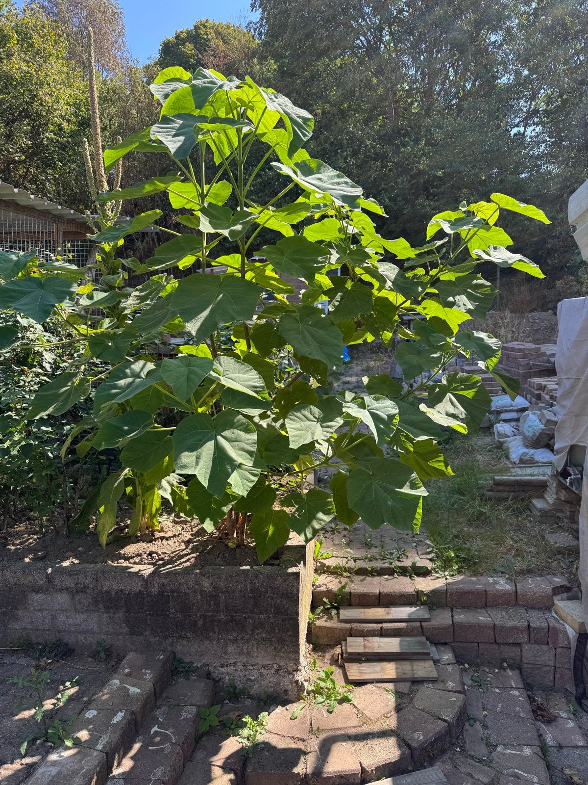 Anna Paulownaboom - 2 meter hoog, 3 jaar oud, Tuin en Terras, Ophalen, Volle zon, Overige soorten, 100 tot 250 cm