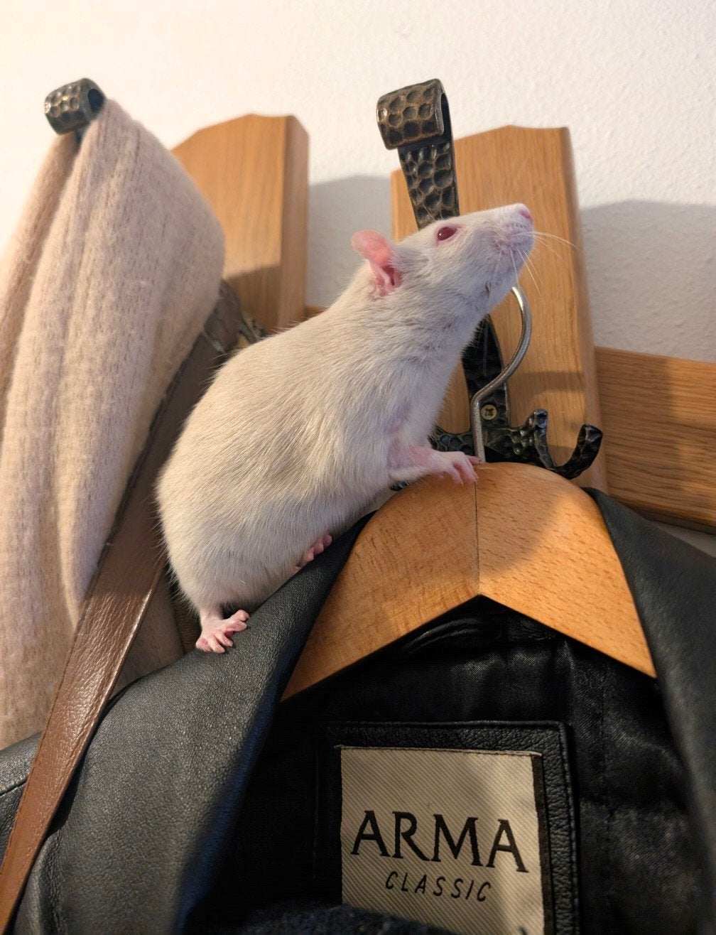 Lief ratje zoekt naar plek om haar oude dag te leven, Rat, Augustus, Vrouwelijk, Tam