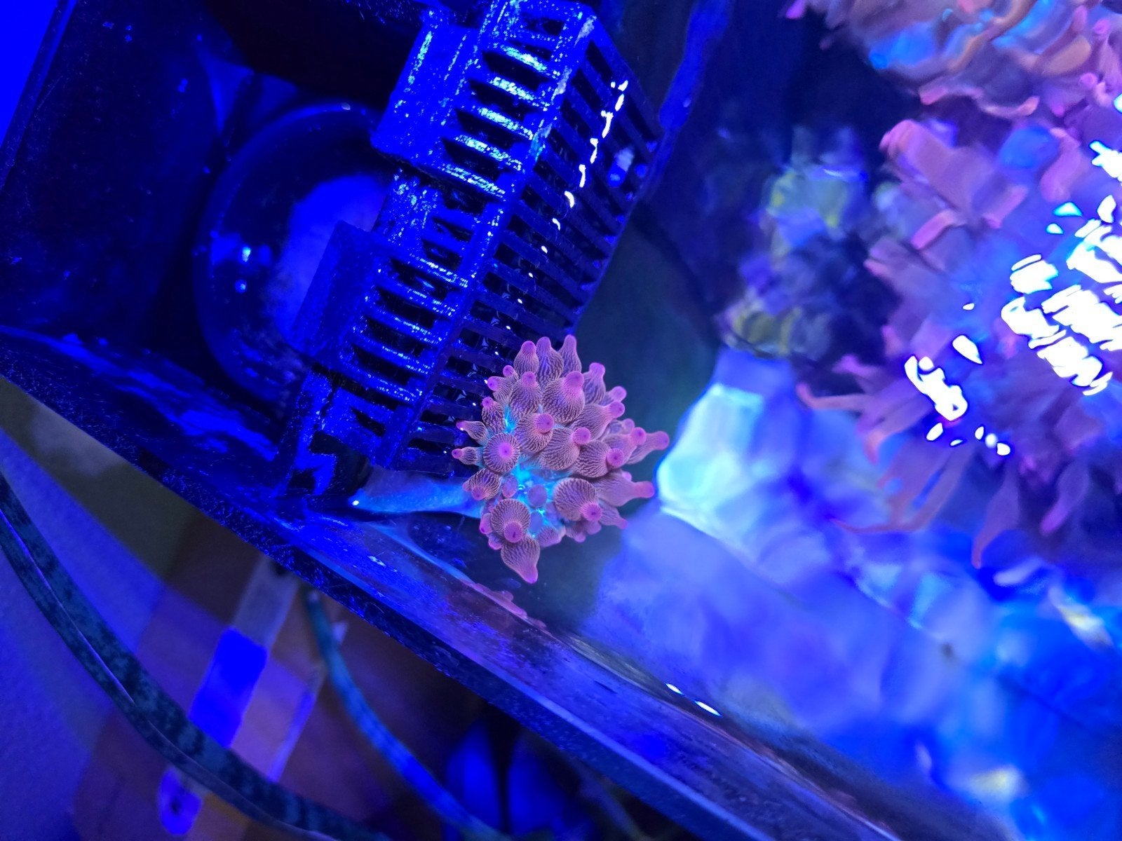 Sunburst anemoon, Dieren en Toebehoren, Vissen | Aquariumvissen, Vis, Zoutwatervis