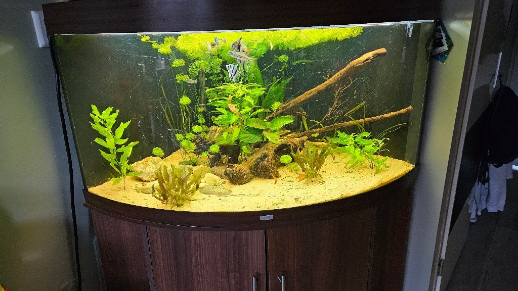 Juwel Trigon 350l hoek aquarium incl fluval fx4 pomp, Ophalen, Gebruikt, Gevuld zoetwateraquarium, Juwel