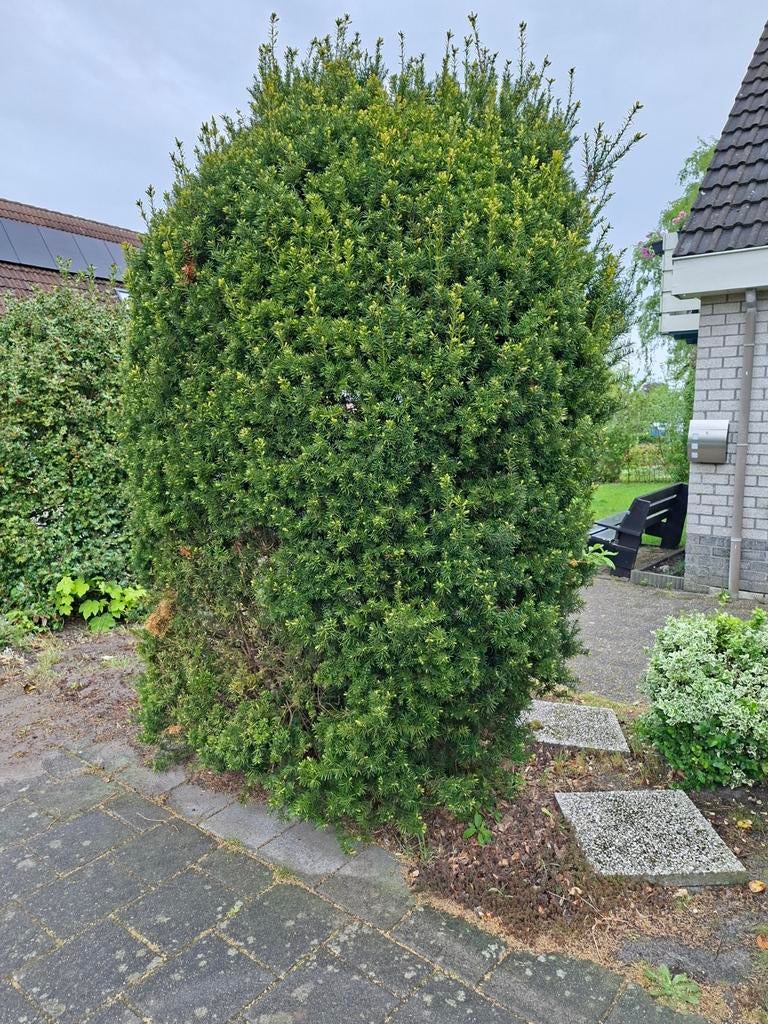 Taxus, gratis, zelf uitgraven, Ophalen, Taxus, Struik, 250 cm of meer