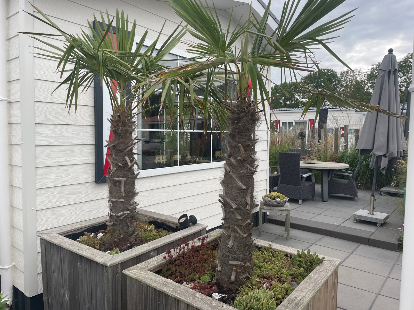 2x Trachycarpus Fortunei, Ophalen, Vaste plant, Overige soorten, Volle zon