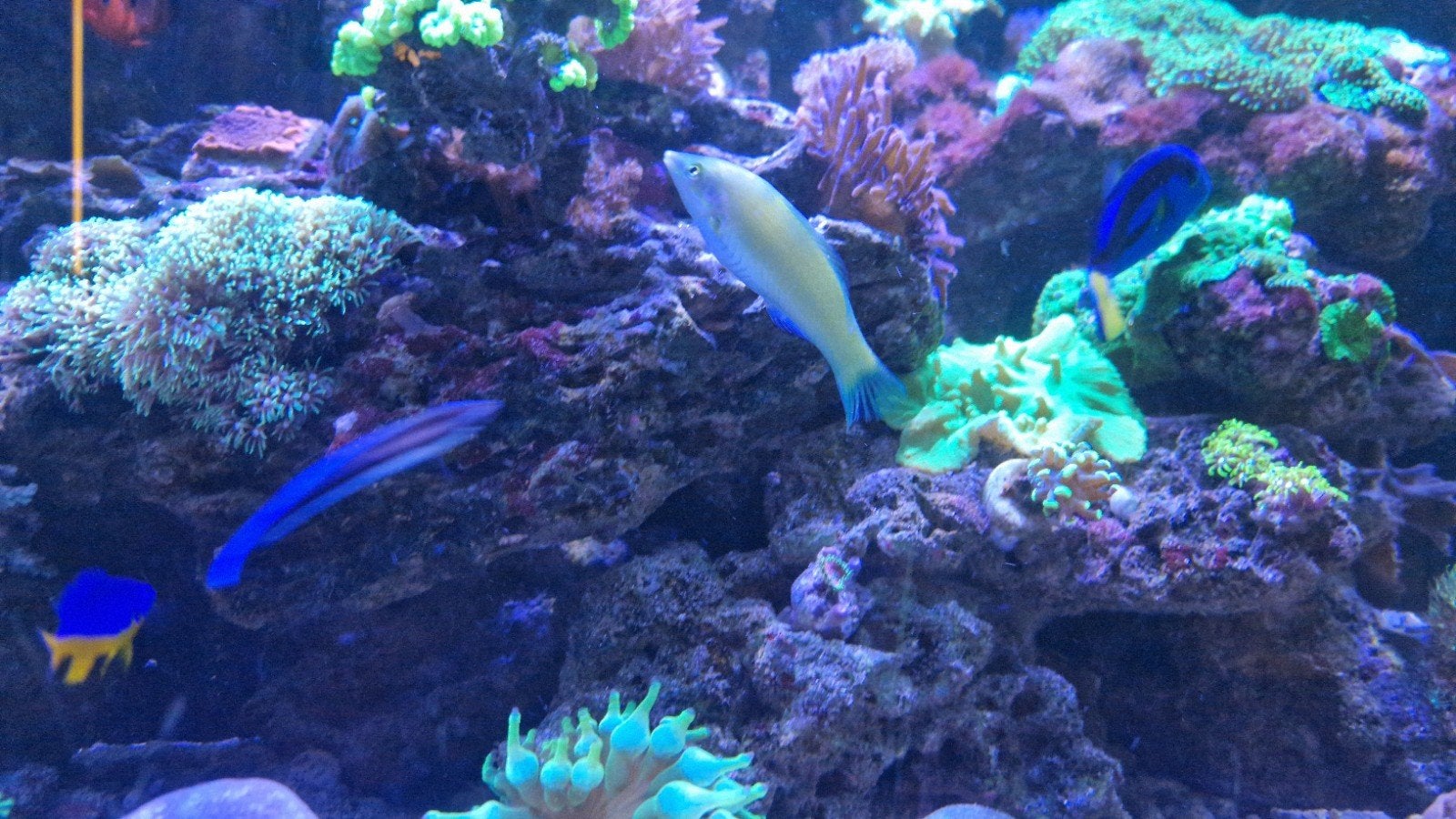groene lipvis zoutwatervis zeeaquarium, Vis, Zoutwatervis