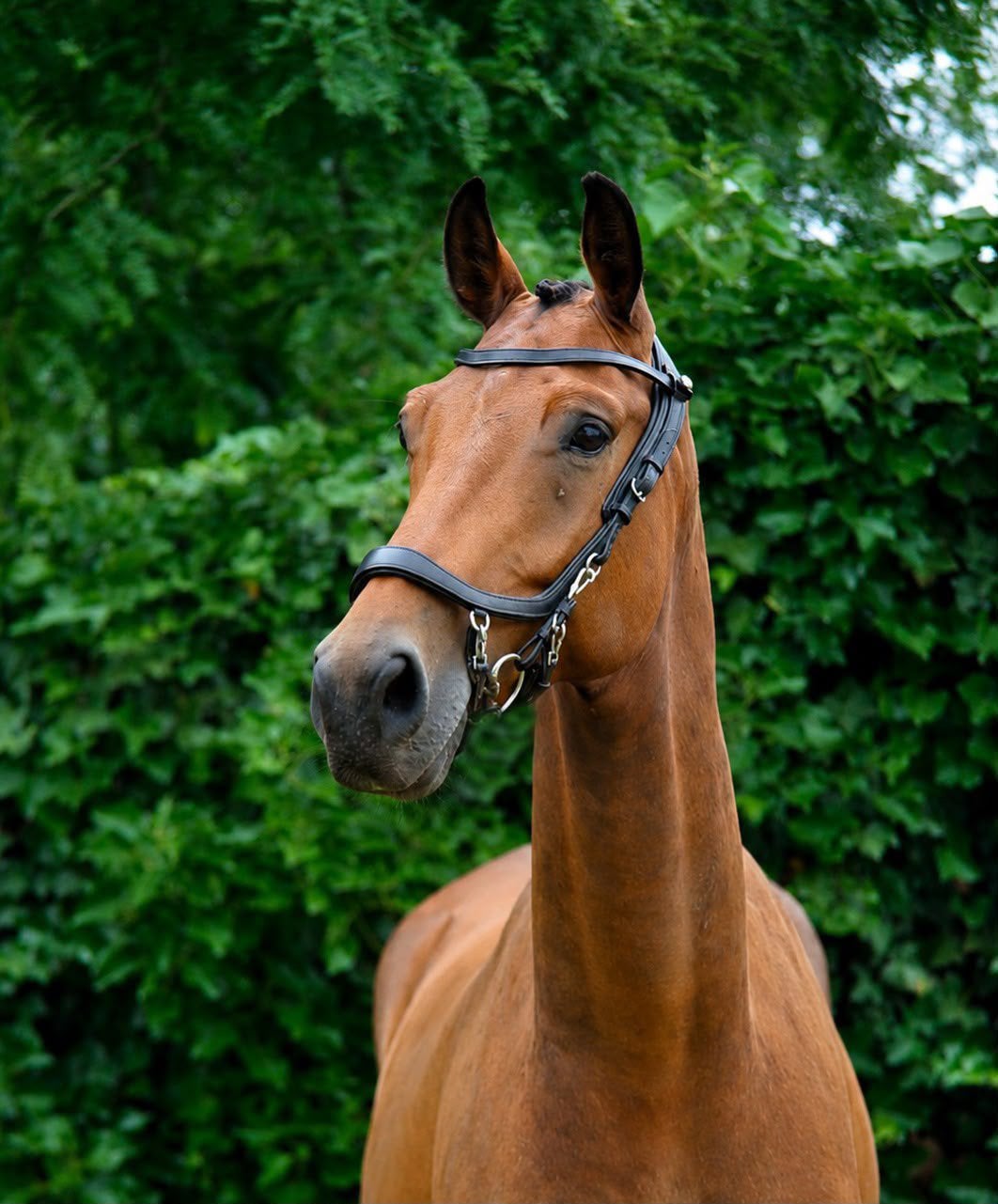 SUPER GAVE EN VRIENDELIJKE RUIN AANGEBODEN!, Dieren en Toebehoren, Paarden, 175 cm of meer, Met stamboom, Ruin, M