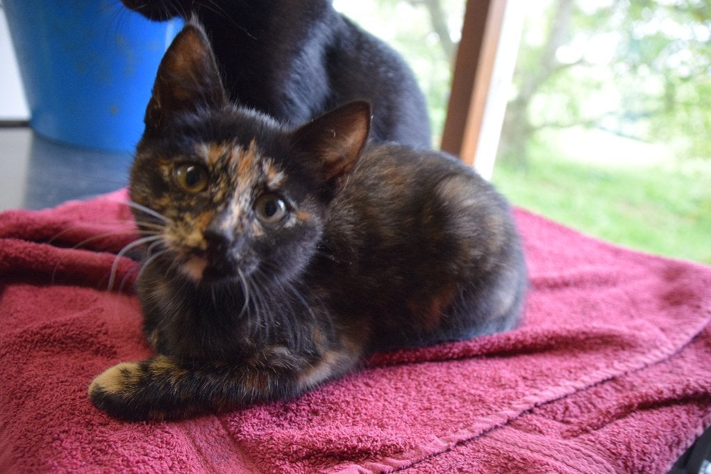 kittens, Dieren en Toebehoren, Meerdere dieren, Ontwormd