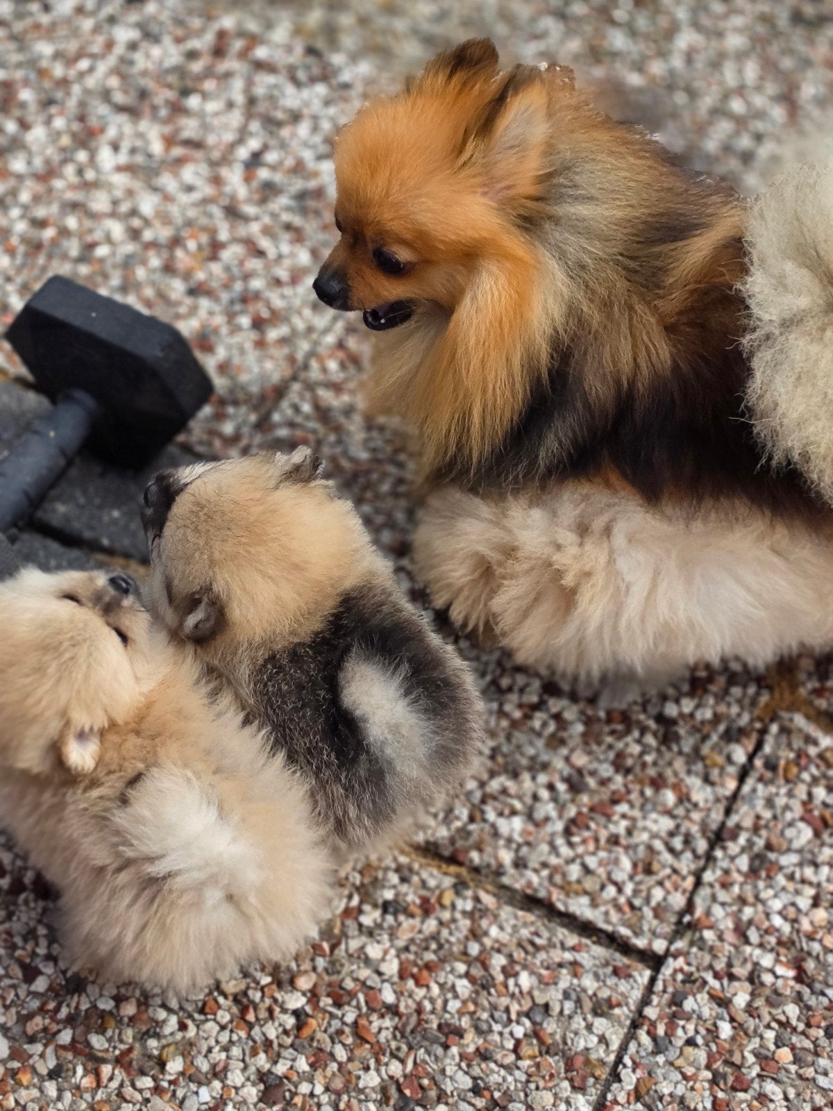 pomeriaan pups, Parvo, Keeshond, 8 tot 15 weken, Meerdere