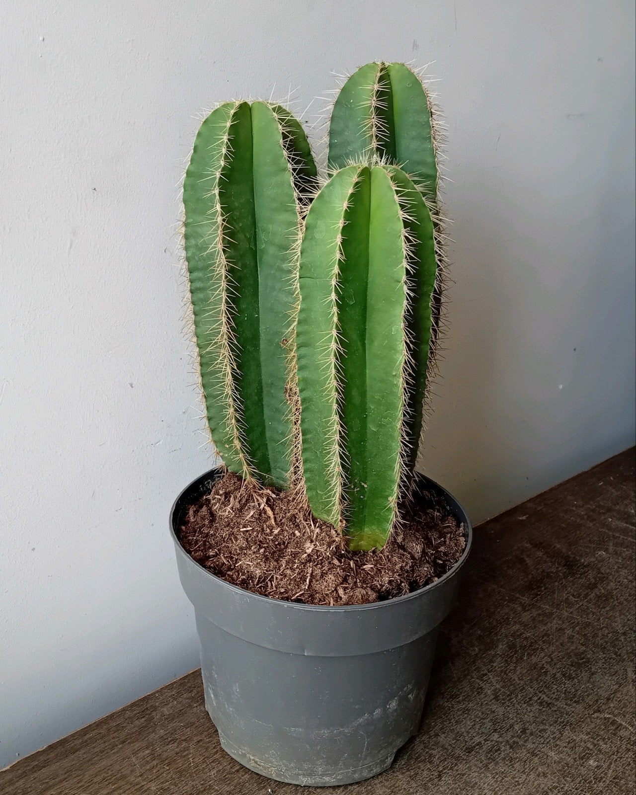 Cactus 40cm, Ophalen, Minder dan 100 cm, In pot, Cactus