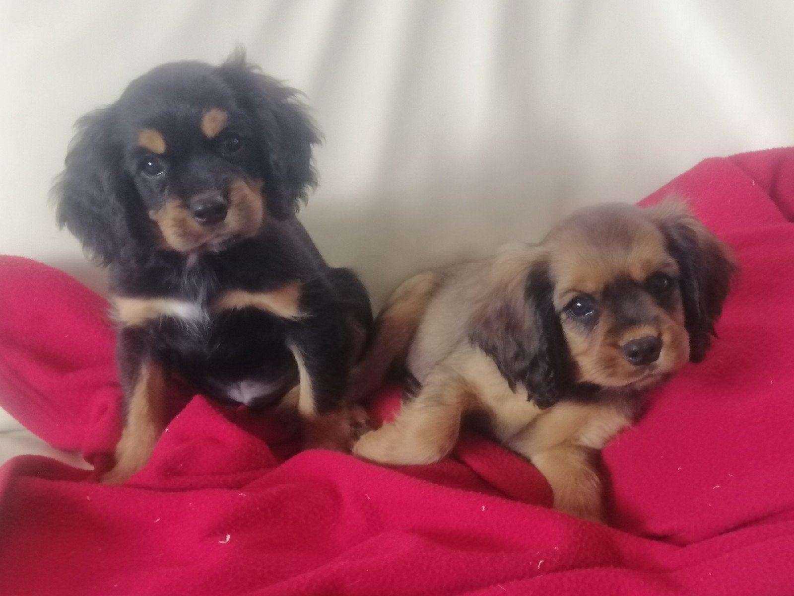 Cavalier King Charles kruising pups, Overige rassen, CDV (hondenziekte), 8 tot 15 weken, Meerdere