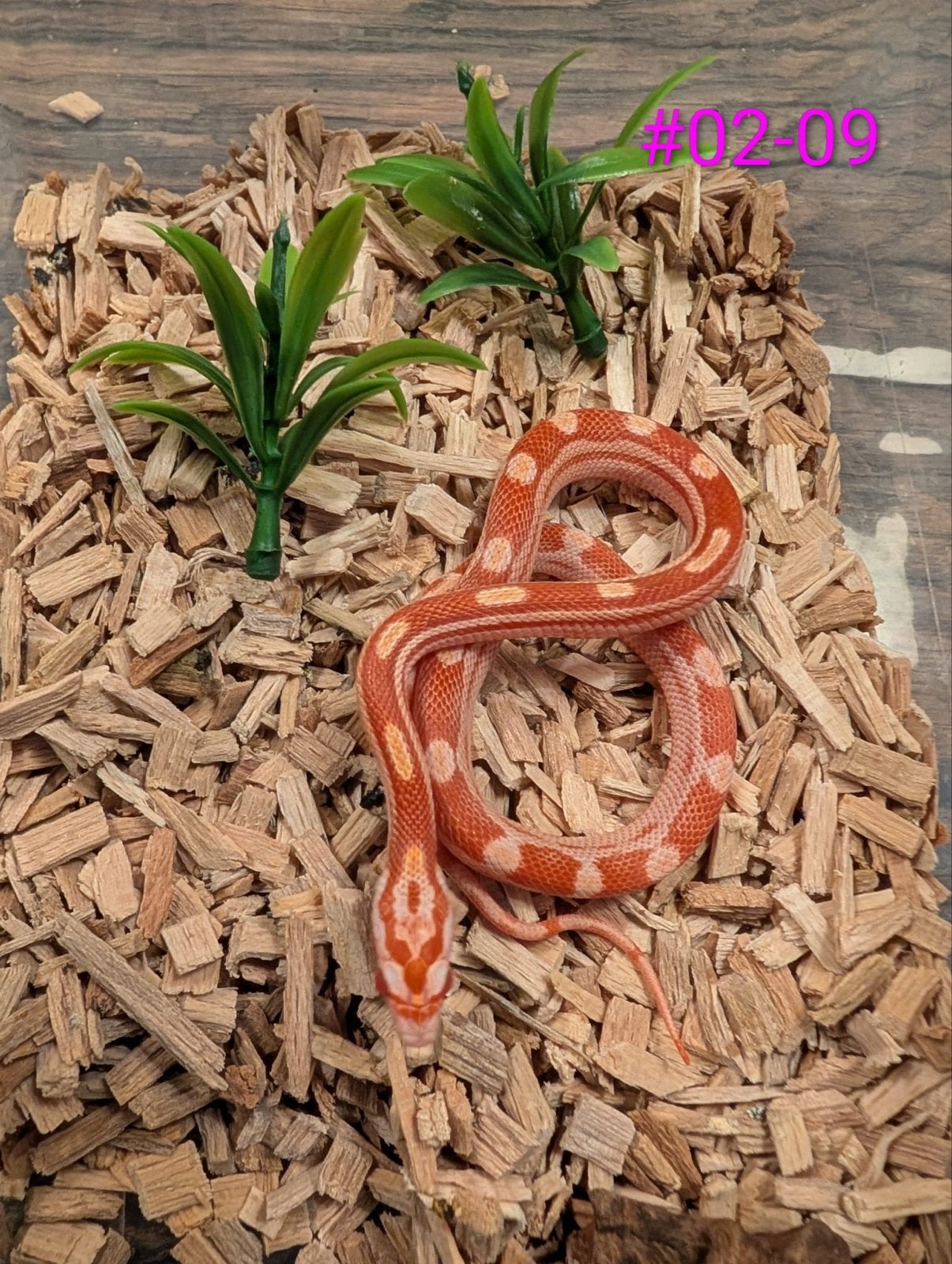 Div jonge rattenslangen in verschillende kleuren en patronen Rat Snake photo 5